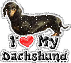 Dachshund