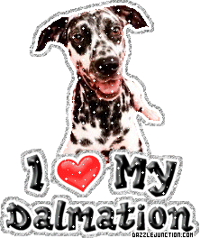 Dog Lovers Dalmation picture