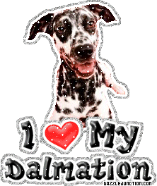 Dalmation