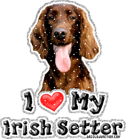 Irish Setter