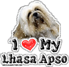 Lhasa Apso