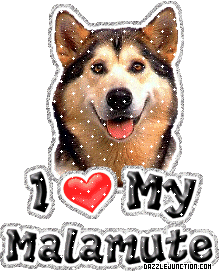 Dog Lovers Malamute picture