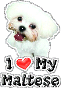 Dog Lovers Maltese picture