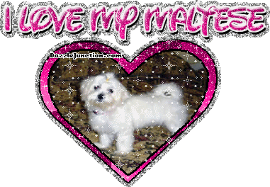 Dog Lovers Maltese picture