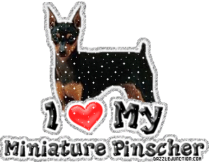 Dog Lovers Minuature Pinscher picture