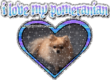 Dog Lovers Pomeranian picture