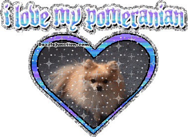 Pomeranian