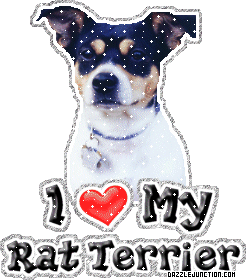 Dog Lovers Rat Terrier picture