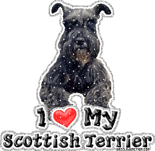 Scottish Terrier