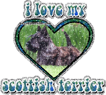 Scottish Terrier