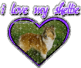 Dog Lovers Sheltie picture