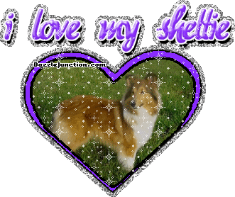 Sheltie