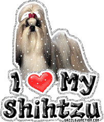 Shihtzu