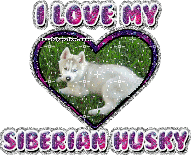 Dog Lovers Siberian Husky picture