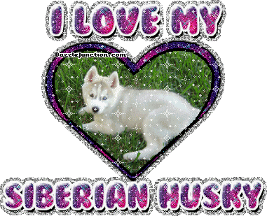 Siberian Husky