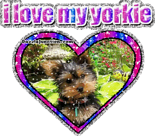 Dog Lovers Yorkie picture