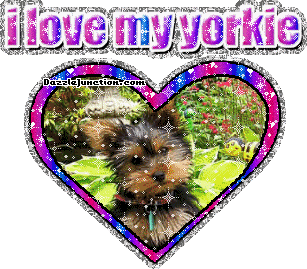 Yorkie
