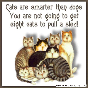 Pet Lovers Cats Smarter picture