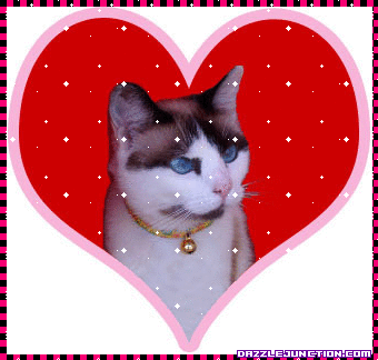 Valentine Animals Cat In Heart picture