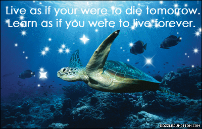 Inspirational Live Learn Sea Turtle picture
