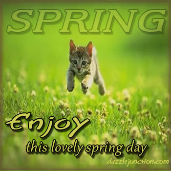 Spring Cat Lovely Spring picture