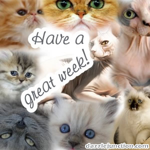 Cat Great Week Dj quote