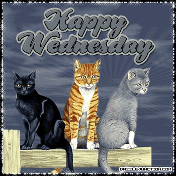 Cats Wednesday Picture for Facebook