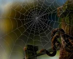 Spider Web