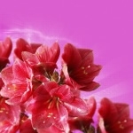 Floral Pink