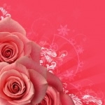 Pink Rose