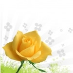 Rose Yellow